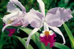White and Magenta Orchids